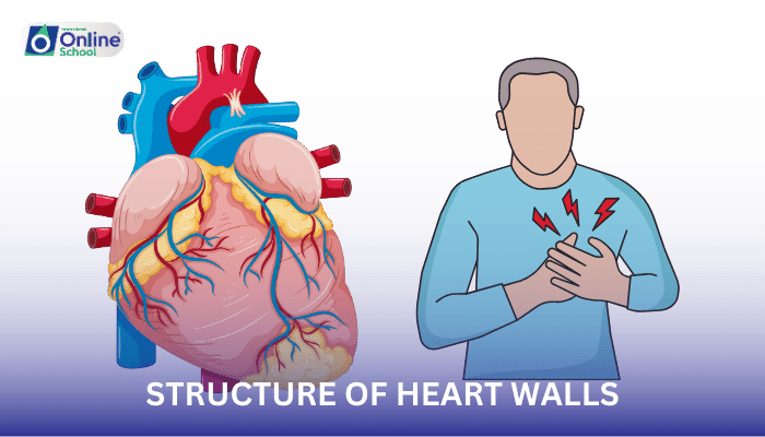 Lesson 02: Structure of Heart Walls